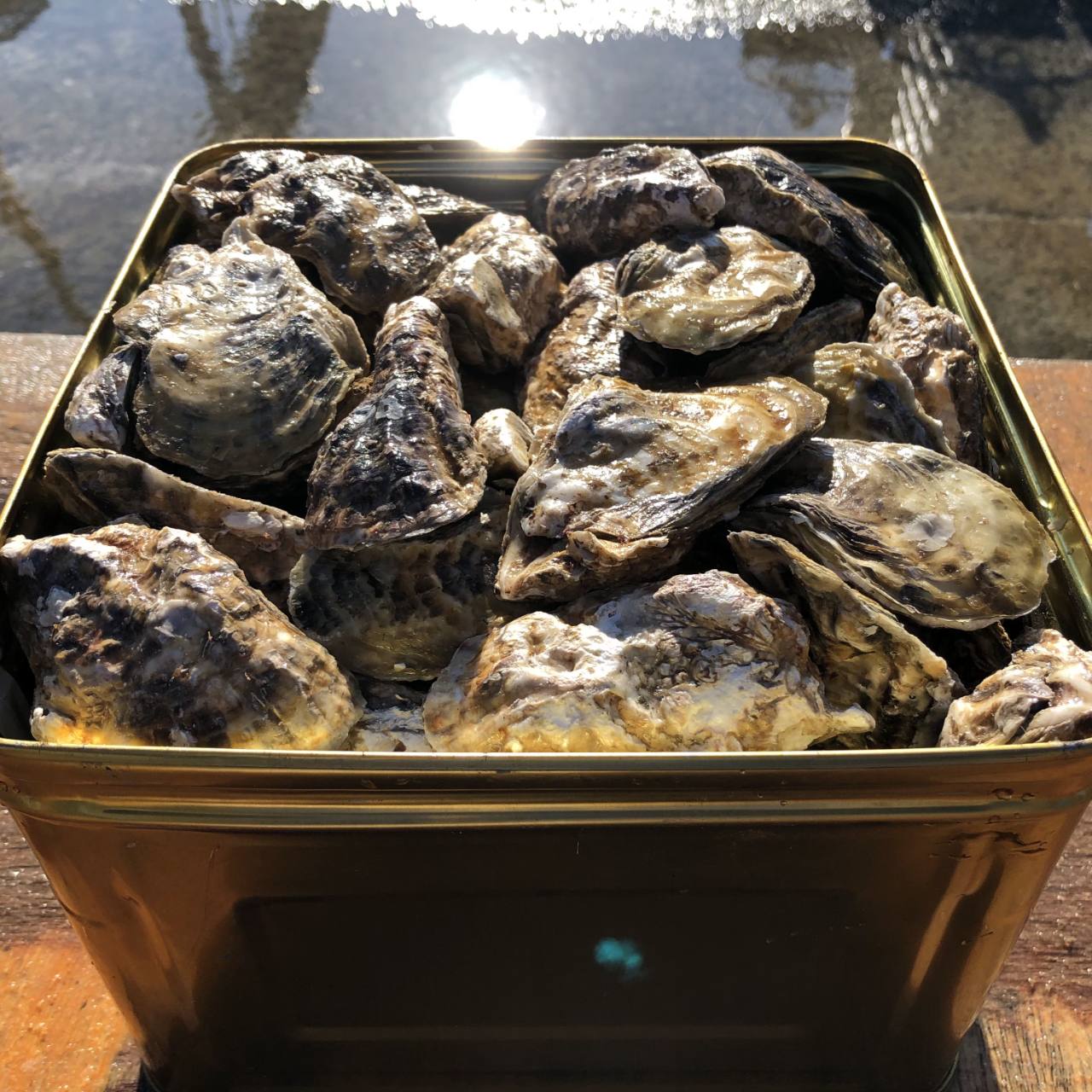 缶いっぱいの殻付き牡蠣